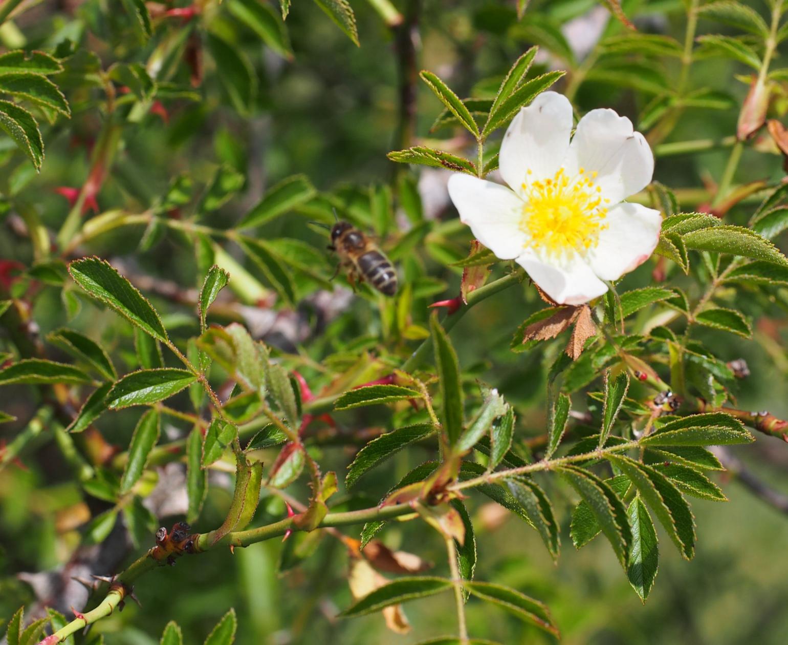 Rose, Soft-leaved